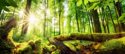 drzewana grupa zapachowa